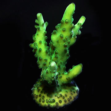 ORA&reg; Aquacultured Green Velvet Acropora Coral
