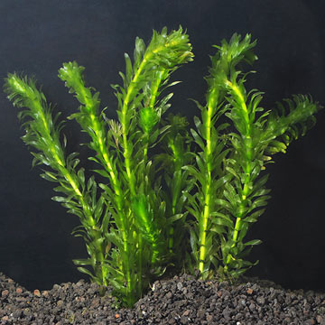 Aquatic Plants for Freshwater Aquariums: Anacharis