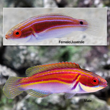 Labout's Fairy Wrasse
