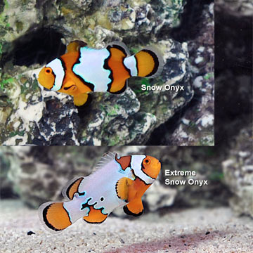 Snow Onyx Clownfish, Captive-Bred