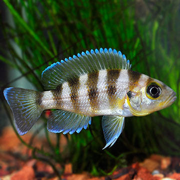 Tropical Fish for Freshwater Aquariums: Gold Sexfasciatus Cichlid