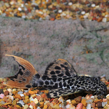 Redtail Leopard (L-114) Plecostomus 