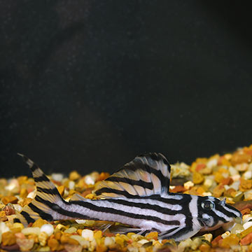 Zebra Altimira (L-46) Plecostomus,  Captive-Bred