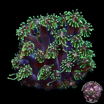 LiveAquaria® CCGC Aquacultured Green Long Polyp Galaxea Coral