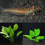 Freshwater Plant and Invert Sale