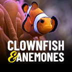 Clownfish and Anemones