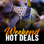 Weekend Hot Deals