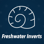 Freshwater Invertebrates