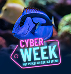 Cyber Week Deals