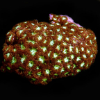 Blastomussa Merlettig Coral
