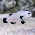  Captive-Bred Snow Storm Clownfish