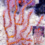 Yellow Finger Gorgonian Sea Fan