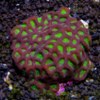 Brain Coral, Favites