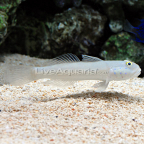 Sleeper Blue Dot Goby