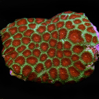 Australian Open Brain Coral, Red & Green