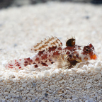 Scooter Red Blenny 