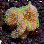 Green Toadstool Mushroom Leather Coral