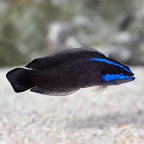 Springeri Pseudochromis - Tank-Bred
