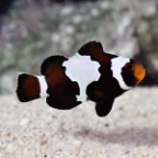  Captive-Bred Black Snowflake Clownfish