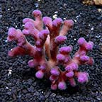 Stylophora Coral 