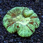 Brain Coral, Wellsophyllia