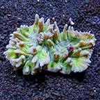 Spiny Cup Pectinia Coral 