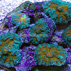 Green and Orange Ricordea Mushroom Coral