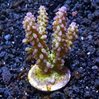 ORA® Aquacultured Pink and Green Marshall Island Acropora Coral 