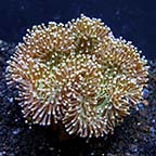 Green Toadstool Mushroom Leather Coral