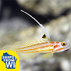 Yasha White Ray Shrimp Goby - Captive-Bred