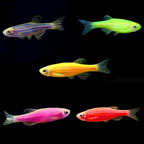 GloFish®, Danio Packs
