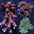 Assorted Aussie Acropora Coral 3 Pack