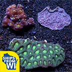 Assorted Tongan LPS Coral 3 Pack