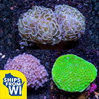 Assorted Maricultured LPS Coral 3 Pack