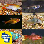 LiveAquaria® Premium Plant Safe Freshwater Fish Packs LiveAquaria® Premium Plant Safe Freshwater Fish Packs