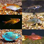 LiveAquaria® Premium Plant Safe Freshwater Fish Packs