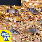 LiveAquaria® Premium Corydora Freshwater Fish Packs LiveAquaria® Premium Corydora Freshwater Fish Packs