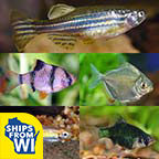 LiveAquaria® Premium Silver Dollar Buddy Freshwater Packs LiveAquaria® Premium Silver Dollar Buddy Freshwater Packs