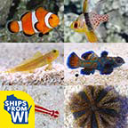 LiveAquaria® Premium Reef Safe Aquatic Life Packs