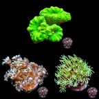 LiveAquaria® CCGC Aquacultured Coral Frag 3 Pack, Piper