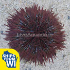 Pincushion Urchin