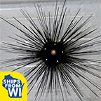 Longspine Urchin, Black