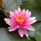 Water Lilies: Tropical and Hardy Water Lilies for Ponds