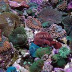 Nano Corals