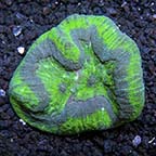 Symphyllia Brain Coral, Green