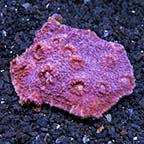 Chalice Coral, Red