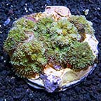 Emerald Green Ricordea Mushroom Coral