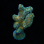 ORA® Aquacultured Green Stylophora Coral