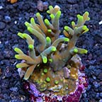 Deepwater Acropora suharsonoi - Bali Maricultured