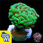 LiveAquaria® CCGC Aquacultured Hammer Coral